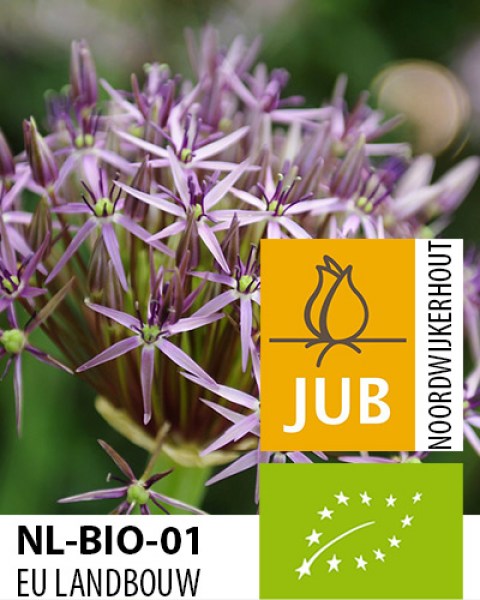 Allium Christophii.jpg